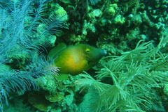 Cantherhines macrocerus