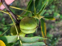 Carya texana