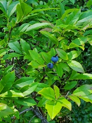 Vaccinium corymbosum