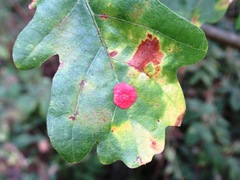 Neuroterus quercusbaccarum