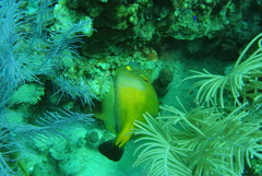 Cantherhines macrocerus