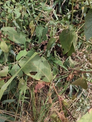Persicaria filiformis