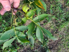 Carya texana