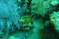 Cantherhines macrocerus