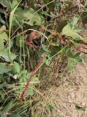 Persicaria filiformis