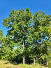 Carya texana