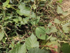 Achyranthes bidentata