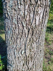 Carya texana
