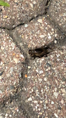 Velarifictorus micado