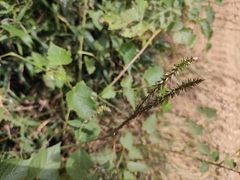 Achyranthes bidentata