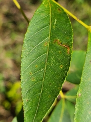 Carya texana