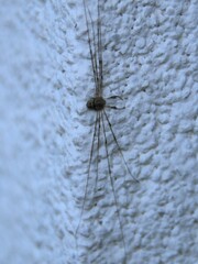 Dicranopalpus ramosus