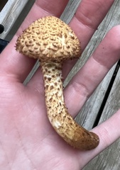 Pholiota squarrosoides
