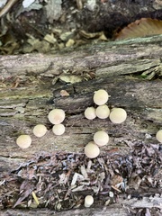 Apioperdon