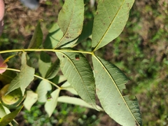 Carya texana