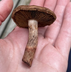 Cortinarius armillatus