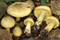 Tricholoma frondosae