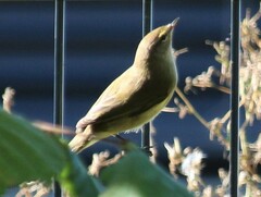 Phylloscopus collybita