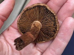 Cortinarius armillatus