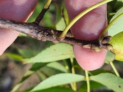 Carya texana