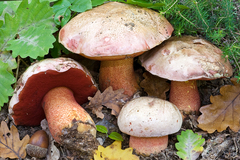 Rubroboletus rhodoxanthus