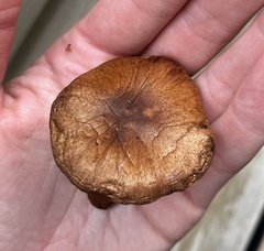 Cortinarius armillatus