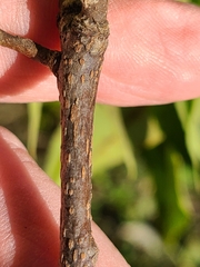Carya texana