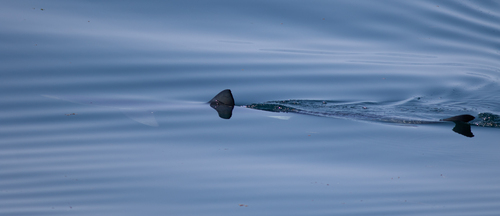 Blue Shark