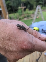 Sceloporus undulatus