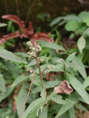 Hedyotis caudatifolia