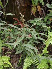 Hedyotis caudatifolia