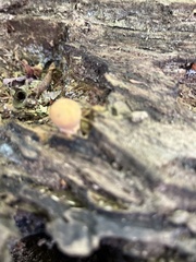 Apioperdon