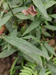 Hedyotis caudatifolia