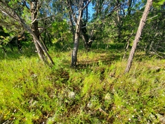 Crotalus willardi willardi