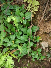 Melastoma dodecandrum