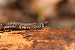 Hemidactylium scutatum