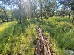 Crotalus lepidus klauberi