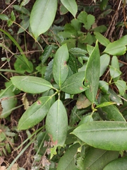Rhododendron latoucheae