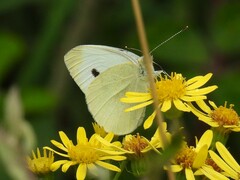 Pieris brassicae