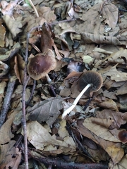 Parasola conopilea