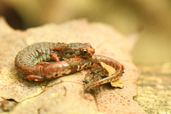 Hemidactylium scutatum