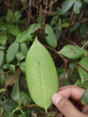 Rhododendron latoucheae