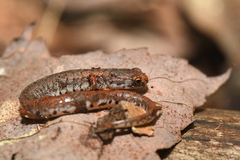 Hemidactylium scutatum