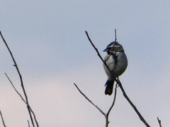 Amphispiza bilineata