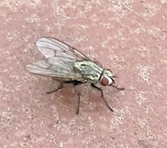 Muscidae