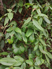 Rhododendron latoucheae