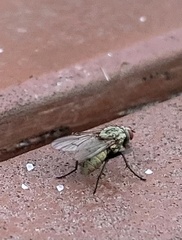 Muscidae