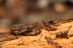 Hemidactylium scutatum