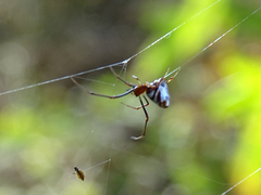 Argyrodes argyrodes