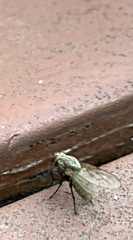 Muscidae